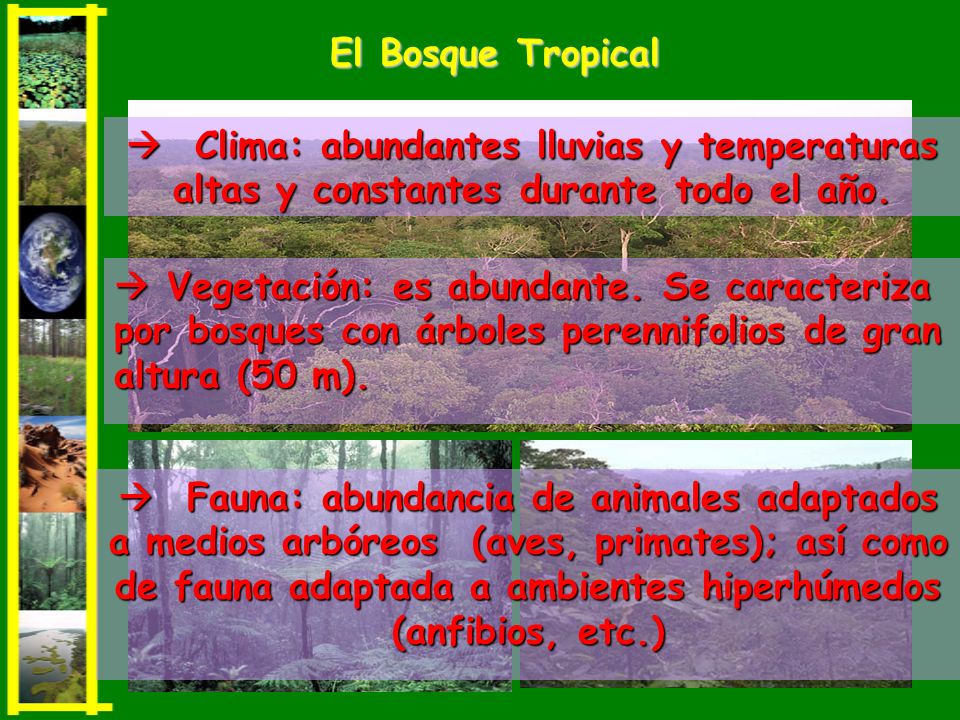 El Bosque Tropical  Clima: abundantes lluvias y temperaturas altas y constantes durante todo el año.