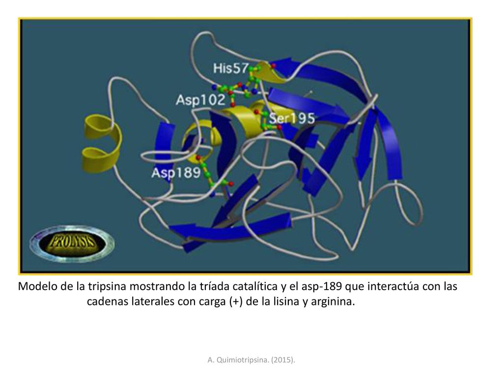 Modelo de la tripsina mostrando la tríada catalítica y el asp-189 que interactúa con las cadenas laterales con carga (+) de la lisina y arginina.