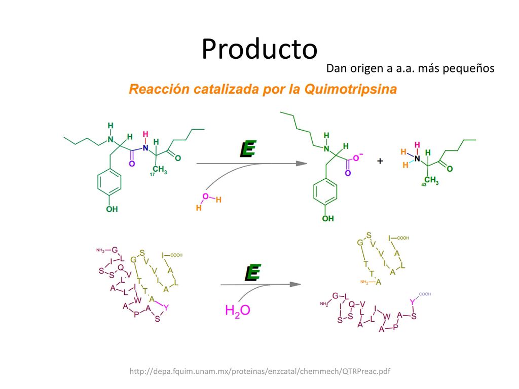 Producto Dan origen a a.a. más pequeños