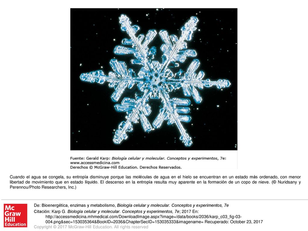 Cuando el agua se congela, su entropía disminuye porque las moléculas de agua en el hielo se encuentran en un estado más ordenado, con menor libertad de movimiento que en estado líquido. El descenso en la entropía resulta muy aparente en la formación de un copo de nieve. (© Nuridsany y Perennou/Photo Researchers, Inc.)