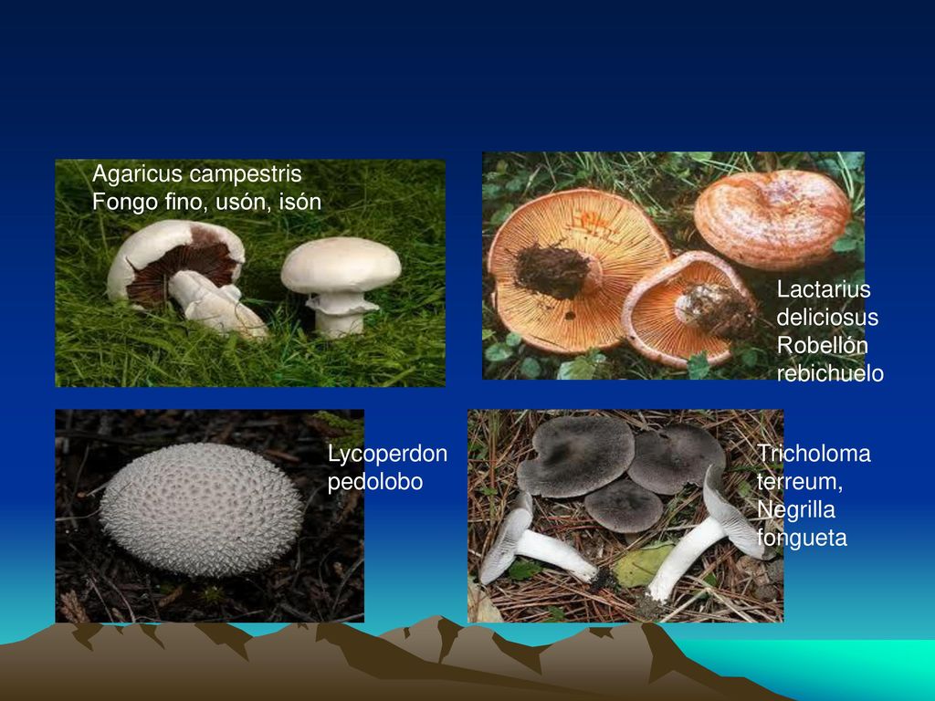 Agaricus campestris Fongo fino, usón, isón. Lactarius. deliciosus. Robellón. rebichuelo. Lycoperdon.