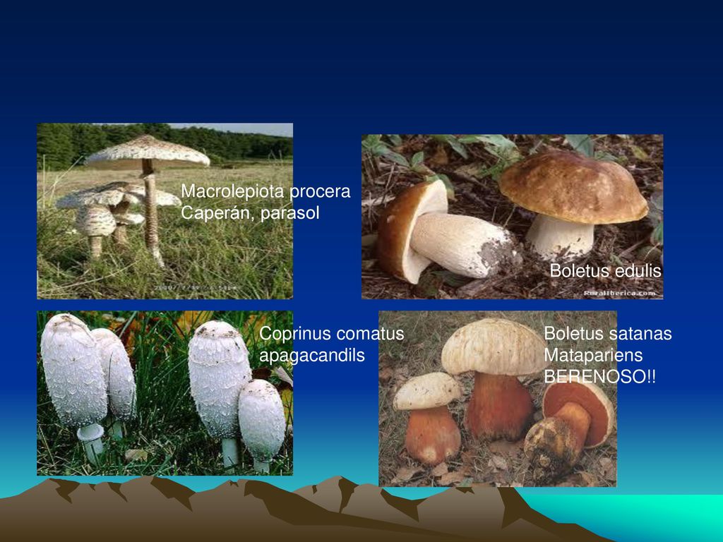 Macrolepiota procera Caperán, parasol. Boletus edulis. Coprinus comatus. apagacandils. Boletus satanas.