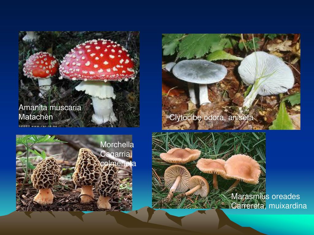 Amanita muscaria Matachén. Clytocibe odora, aniseta. Morchella. Cagarria, colmeneta. Marasmius oreades.