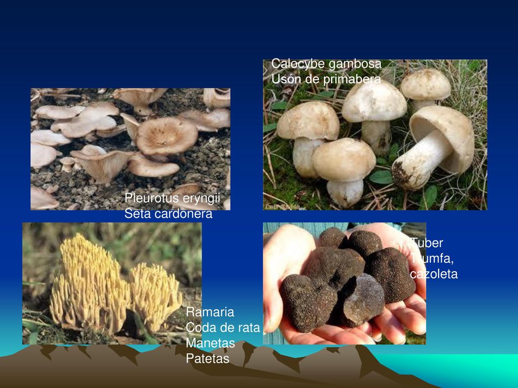 Calocybe gambosa Usón de primabera. Pleurotus eryngii. Seta cardonera. Tuber. Trumfa, cazoleta.