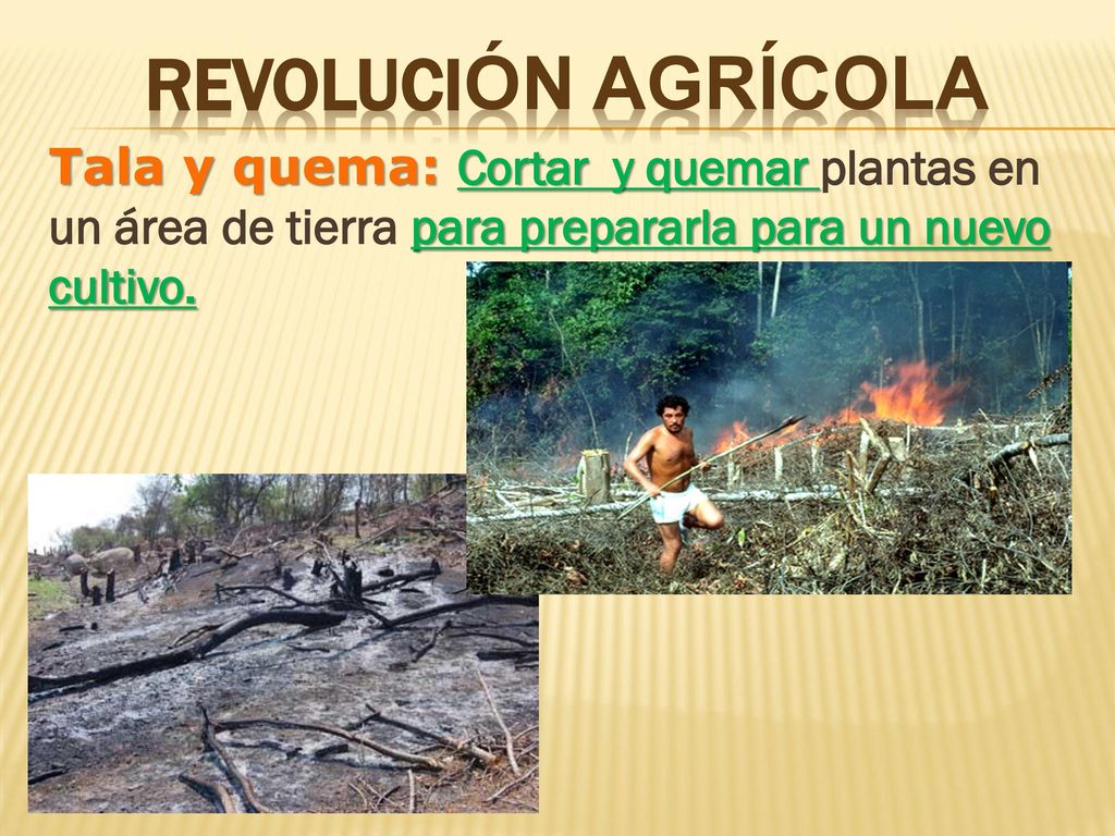 REVOLUCIÓN AGRÍCOLA Tala y quema: Cortar y quemar plantas en un área de tierra para prepararla para un nuevo cultivo.
