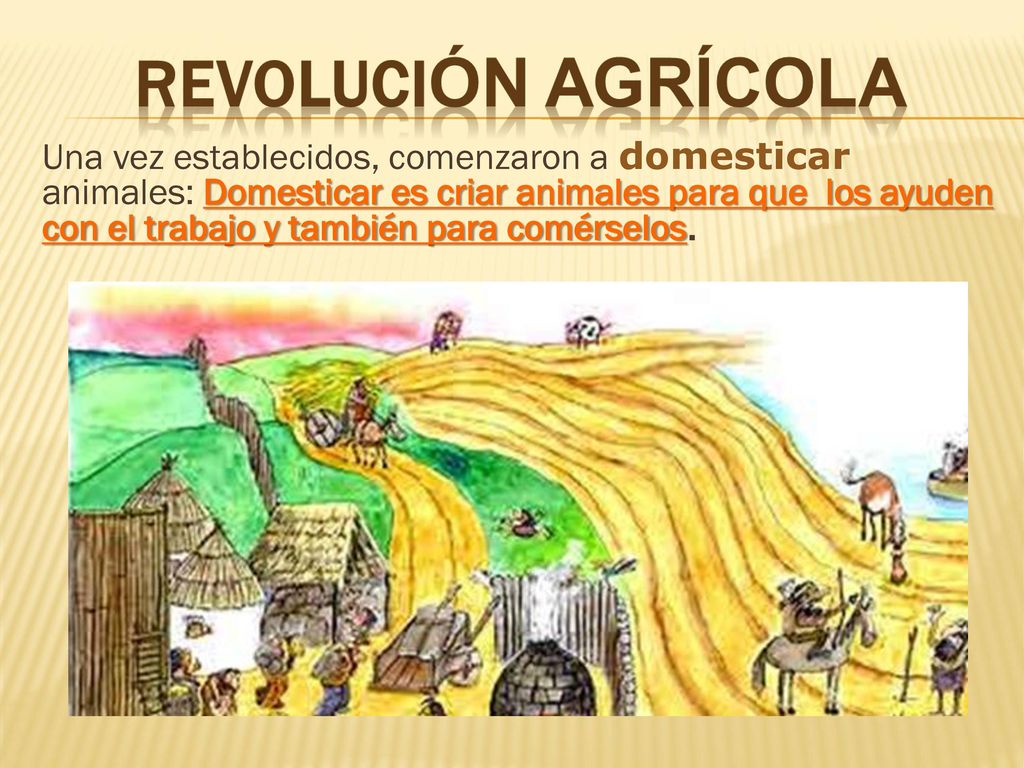 Una vez establecidos, comenzaron a domesticar animales: Domesticar es criar animales para que los ayuden con el trabajo y también para comérselos.