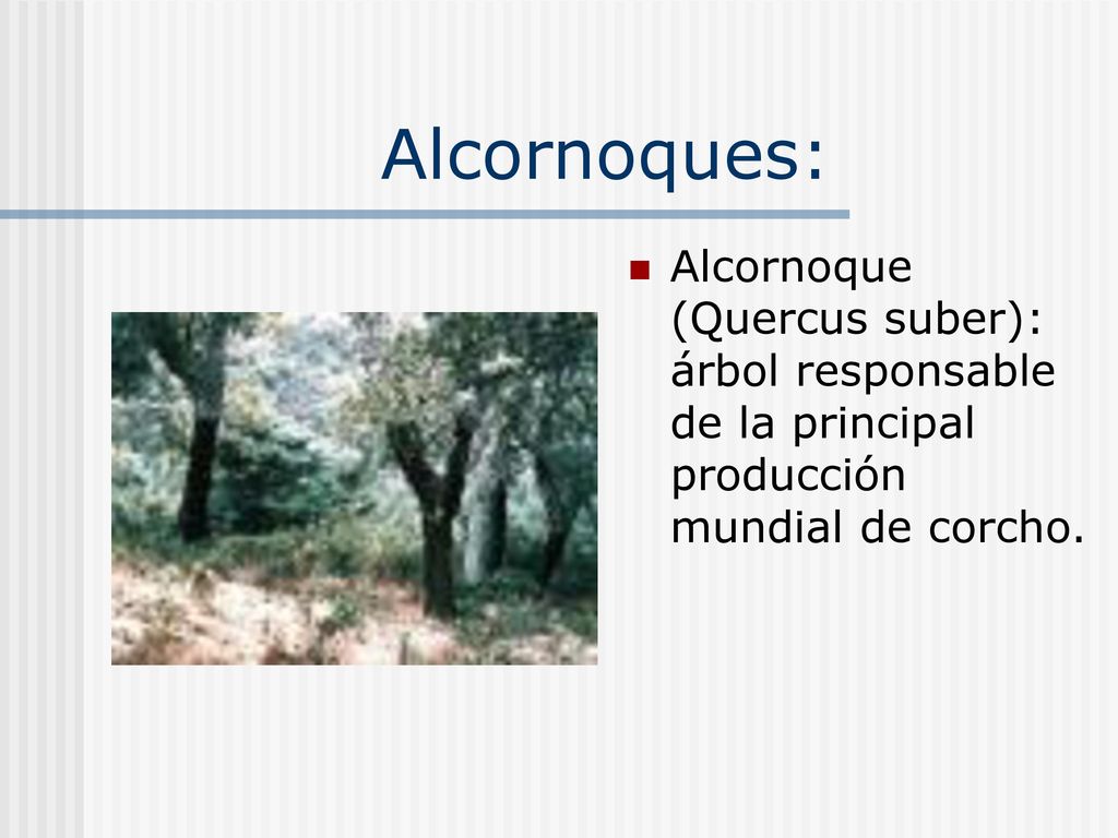 Alcornoques: Alcornoque (Quercus suber): árbol responsable de la principal producción mundial de corcho.