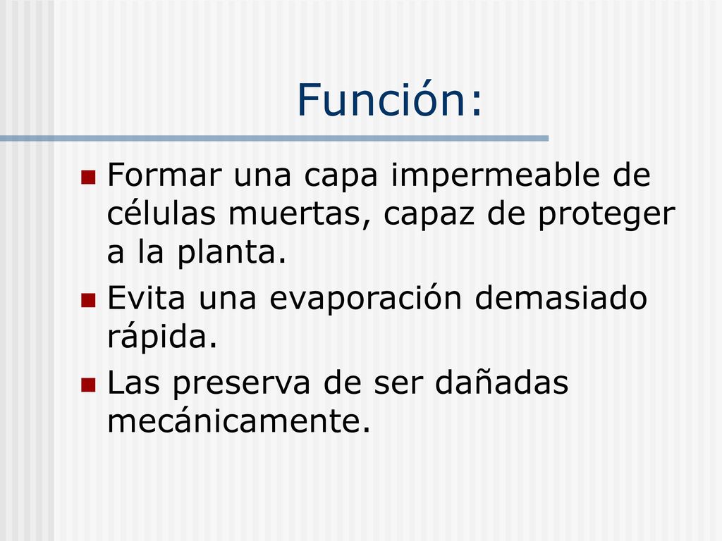 Función: Formar una capa impermeable de células muertas, capaz de proteger a la planta. Evita una evaporación demasiado rápida.