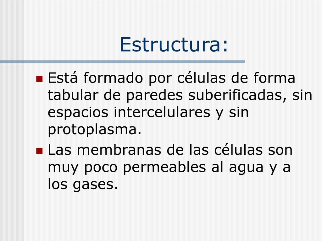 Estructura: Está formado por células de forma tabular de paredes suberificadas, sin espacios intercelulares y sin protoplasma.