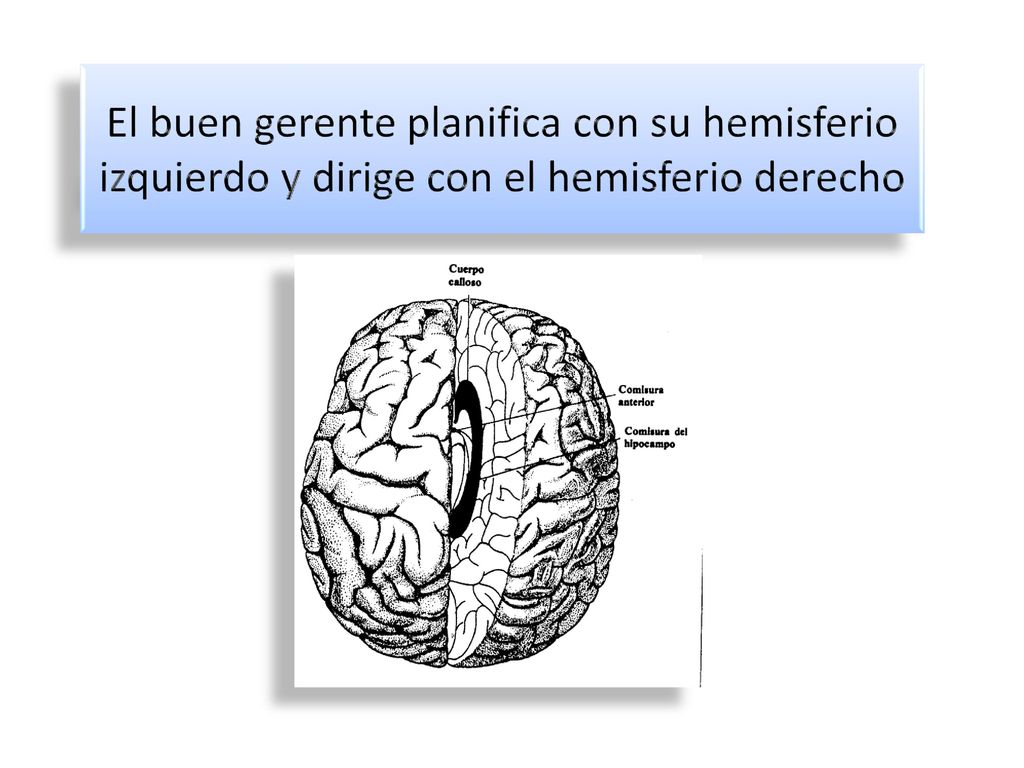 El buen gerente planifica con su hemisferio izquierdo y dirige con el hemisferio derecho
