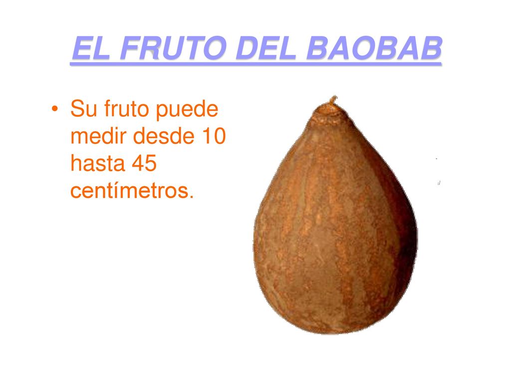 EL FRUTO DEL BAOBAB Su fruto puede medir desde 10 hasta 45 centímetros. .