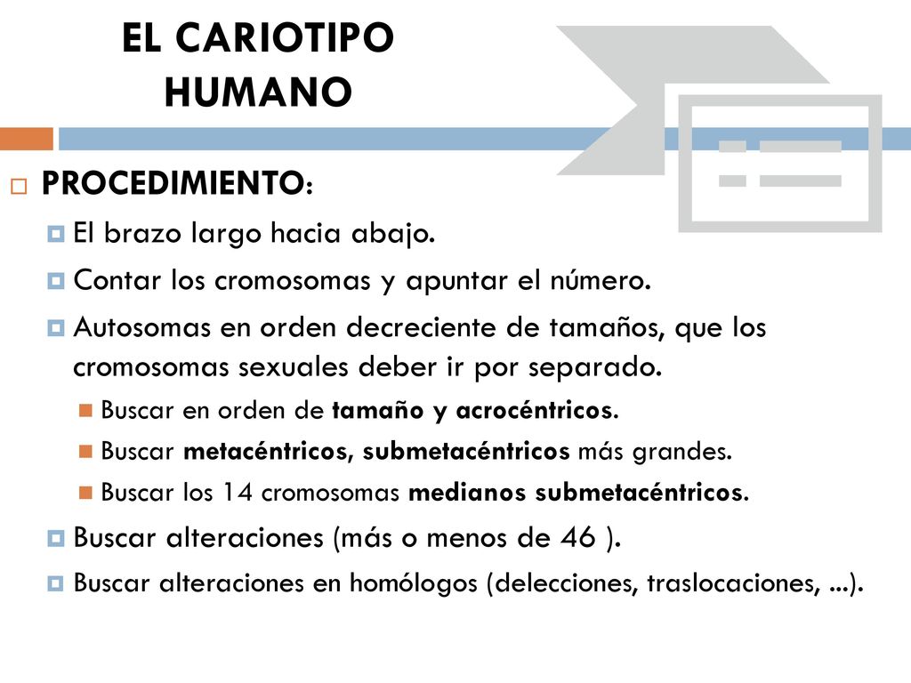 EL CARIOTIPO HUMANO PROCEDIMIENTO: El brazo largo hacia abajo.