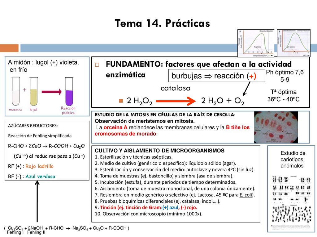 Tema 14. Prácticas Almidón : lugol (+) violeta, en frío. FUNDAMENTO: factores que afectan a la actividad enzimática.