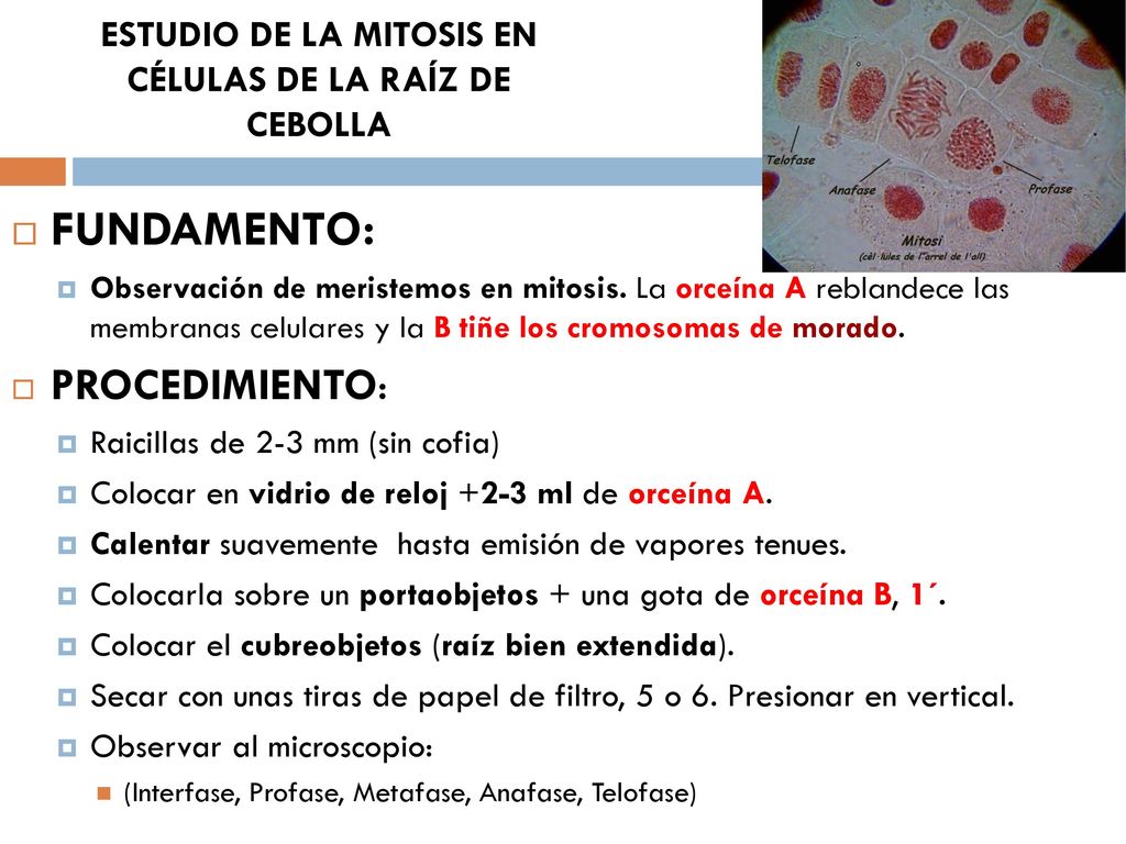 ESTUDIO DE LA MITOSIS EN CÉLULAS DE LA RAÍZ DE CEBOLLA