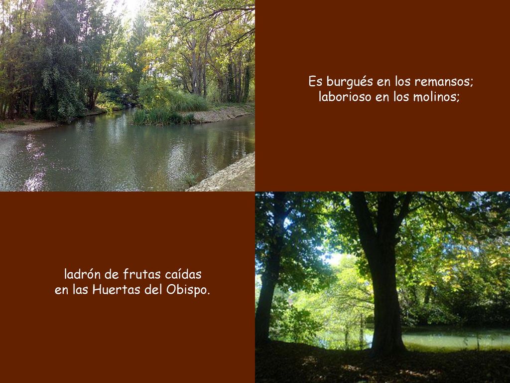 Es burgués en los remansos; laborioso en los molinos;
