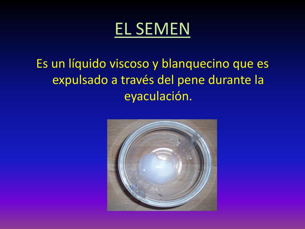 EL SEMEN Es un líquido viscoso y blanquecino que es expulsado a través del pene durante la eyaculación.