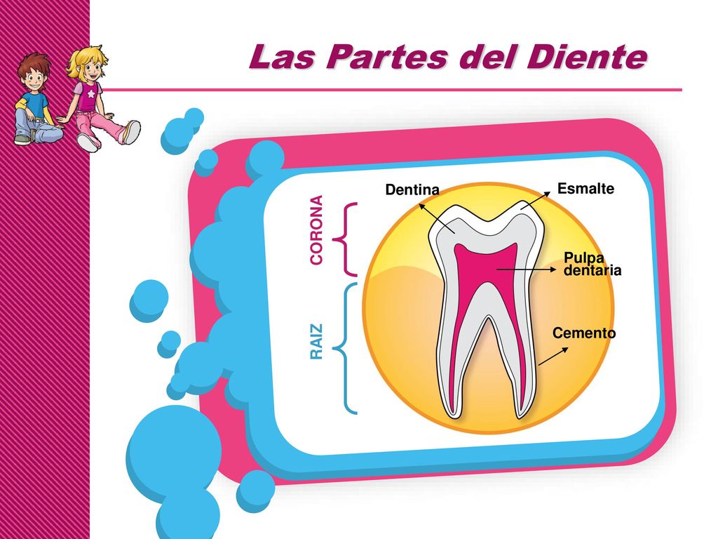Las Partes del Diente CORONA RAIZ Dentina Esmalte Pulpa dentaria