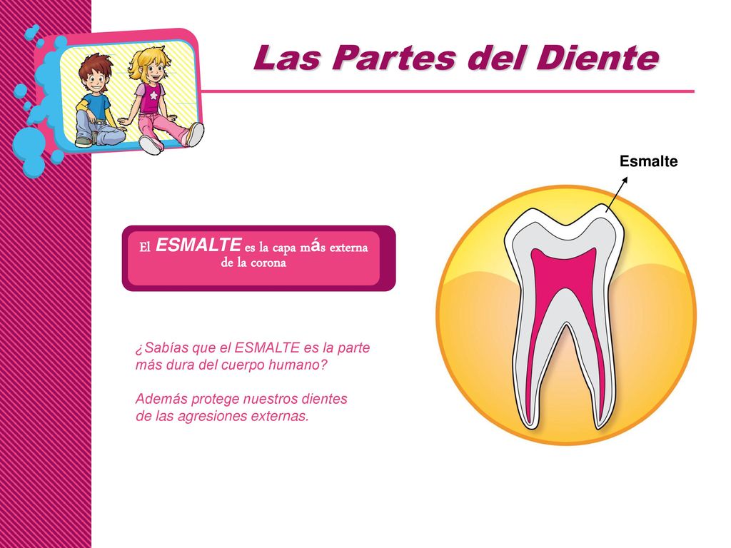 El ESMALTE es la capa más externa de la corona