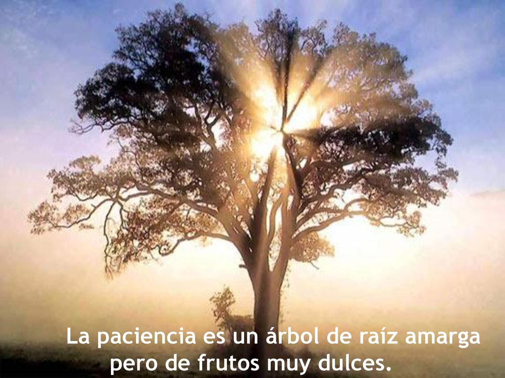 La paciencia es un árbol de raíz amarga pero de frutos muy dulces.