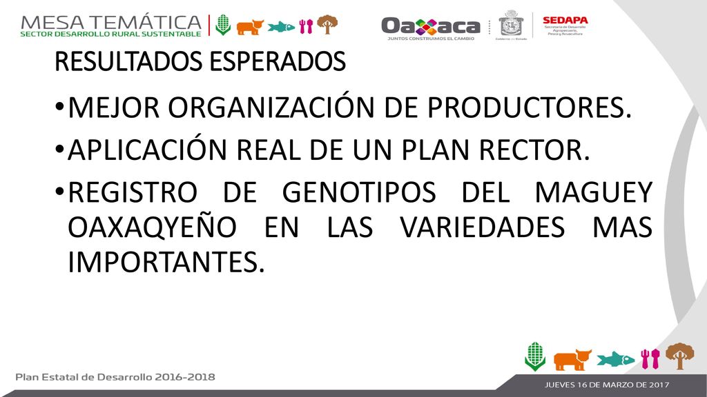 MEJOR ORGANIZACIÓN DE PRODUCTORES. APLICACIÓN REAL DE UN PLAN RECTOR.