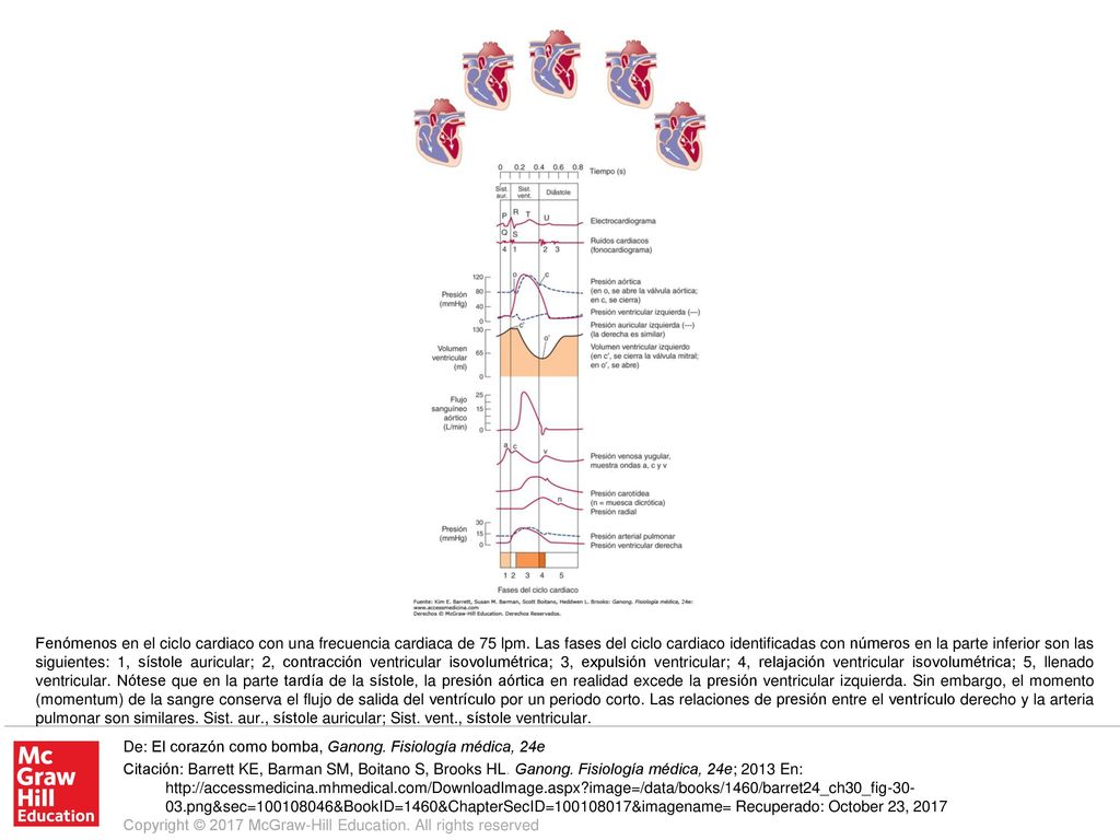 Fenómenos en el ciclo cardiaco con una frecuencia cardiaca de 75 lpm