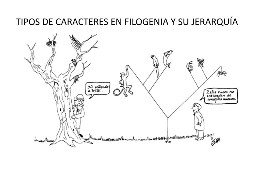 TIPOS DE CARACTERES EN FILOGENIA Y SU JERARQUÍA