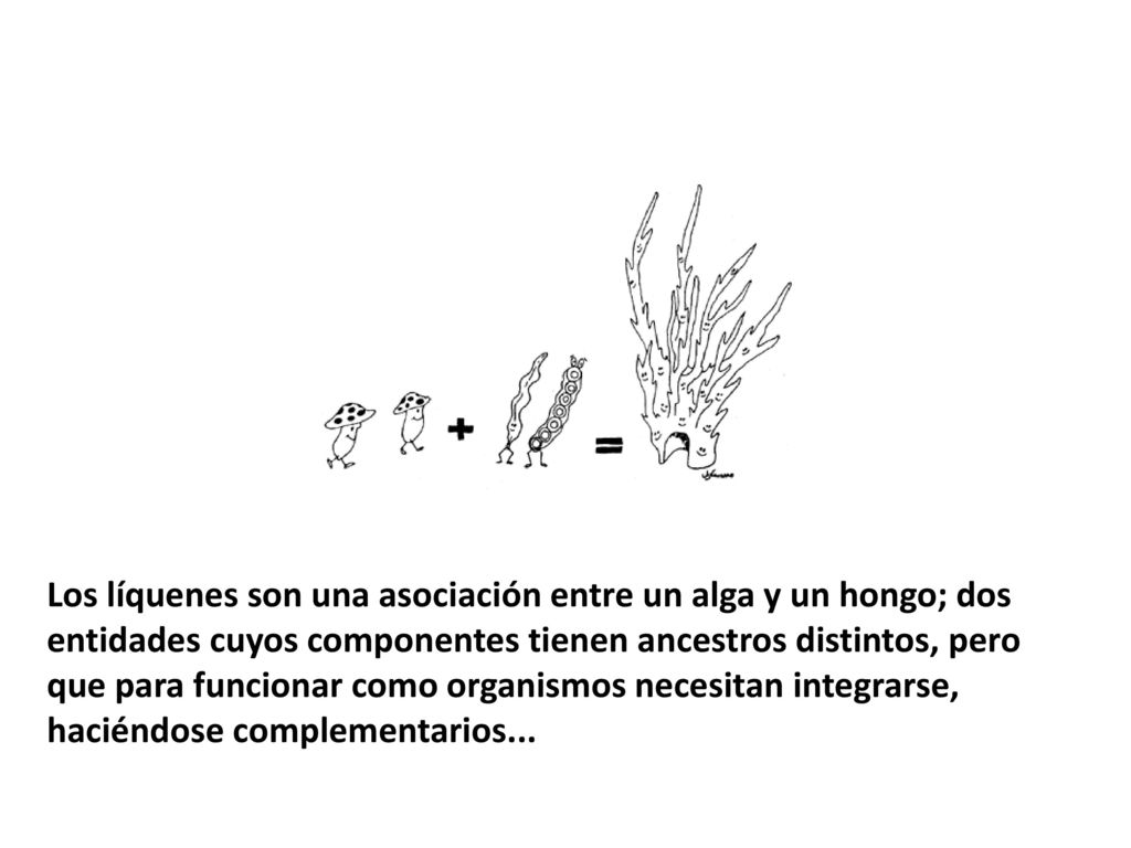 Los líquenes son una asociación entre un alga y un hongo; dos entidades cuyos componentes tienen ancestros distintos, pero que para funcionar como organismos necesitan integrarse, haciéndose complementarios...