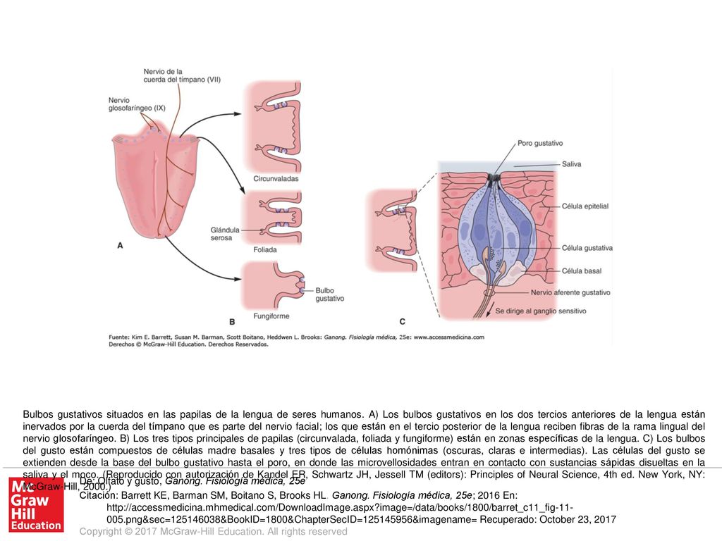 Bulbos gustativos situados en las papilas de la lengua de seres humanos. A) Los bulbos gustativos en los dos tercios anteriores de la lengua están inervados por la cuerda del tímpano que es parte del nervio facial; los que están en el tercio posterior de la lengua reciben fibras de la rama lingual del nervio glosofaríngeo. B) Los tres tipos principales de papilas (circunvalada, foliada y fungiforme) están en zonas específicas de la lengua. C) Los bulbos del gusto están compuestos de células madre basales y tres tipos de células homónimas (oscuras, claras e intermedias). Las células del gusto se extienden desde la base del bulbo gustativo hasta el poro, en donde las microvellosidades entran en contacto con sustancias sápidas disueltas en la saliva y el moco. (Reproducido con autorización de Kandel ER, Schwartz JH, Jessell TM (editors): Principles of Neural Science, 4th ed. New York, NY: McGraw-Hill, 2000.)