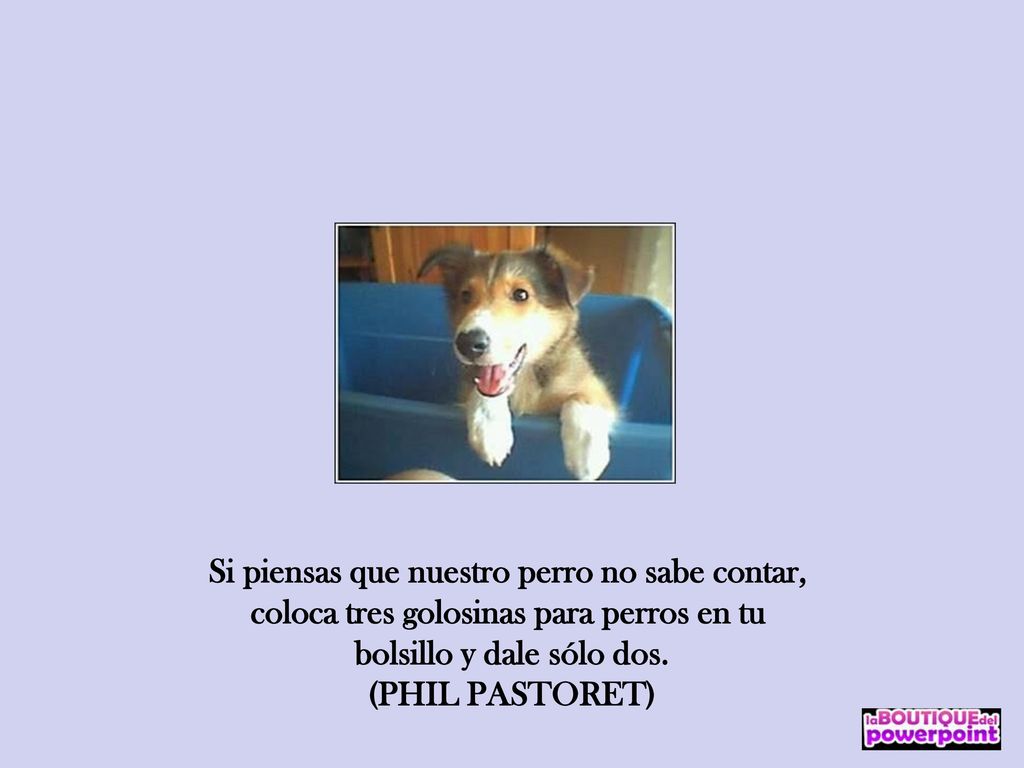 Si piensas que nuestro perro no sabe contar, coloca tres golosinas para perros en tu bolsillo y dale sólo dos.