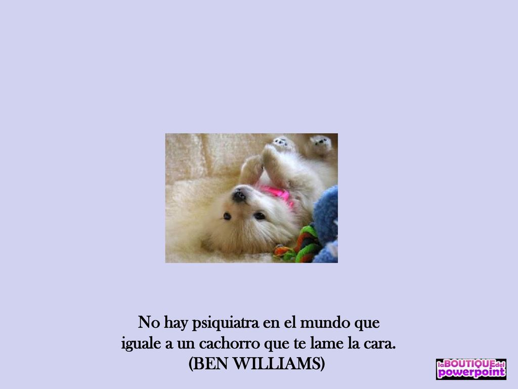 No hay psiquiatra en el mundo que iguale a un cachorro que te lame la cara.