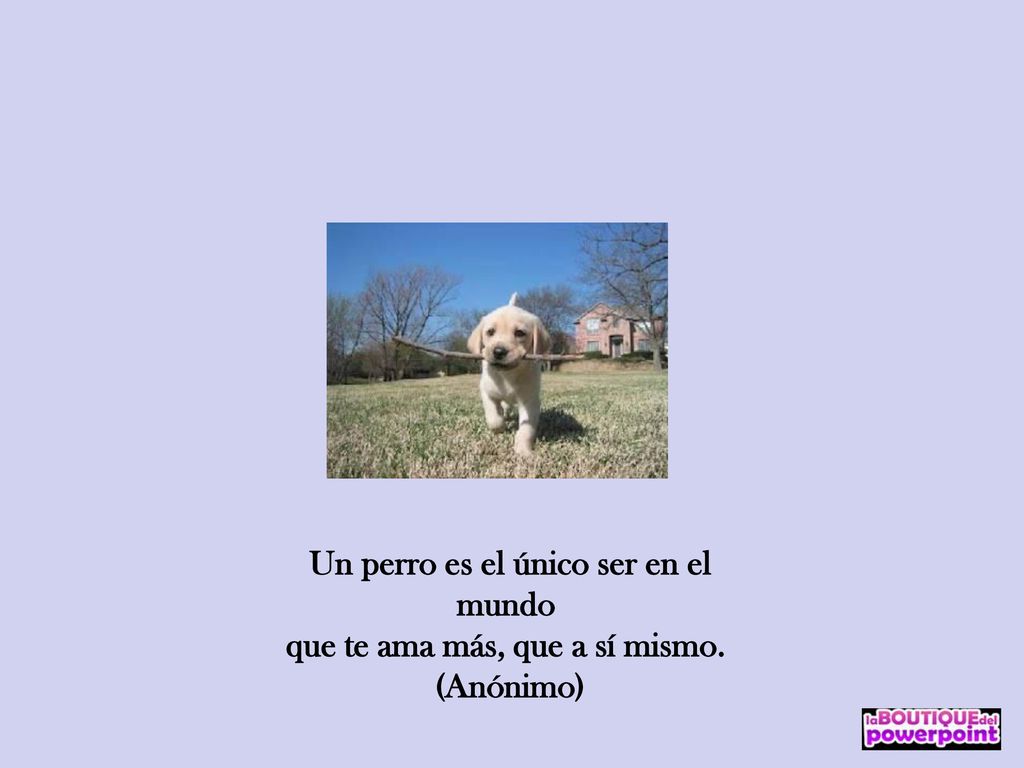 Un perro es el único ser en el mundo que te ama más, que a sí mismo.