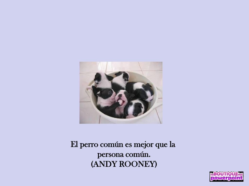 El perro común es mejor que la persona común.