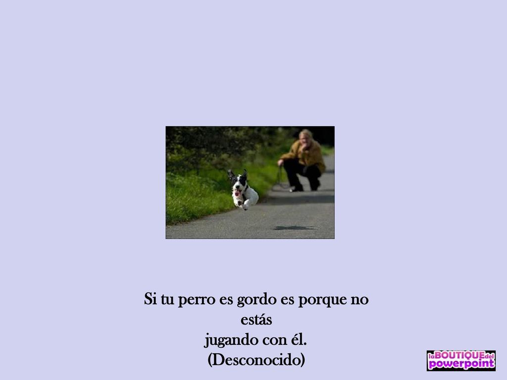 Si tu perro es gordo es porque no estás jugando con él.