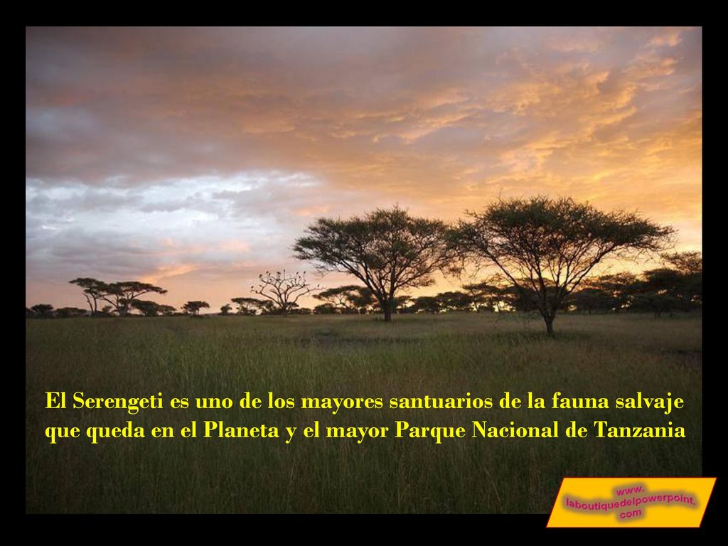 El Serengeti es uno de los mayores santuarios de la fauna salvaje que queda en el Planeta y el mayor Parque Nacional de Tanzania