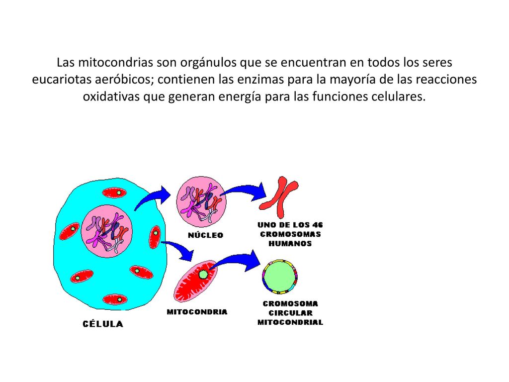 Las mitocondrias son orgánulos que se encuentran en todos los seres eucariotas aeróbicos; contienen las enzimas para la mayoría de las reacciones oxidativas que generan energía para las funciones celulares.