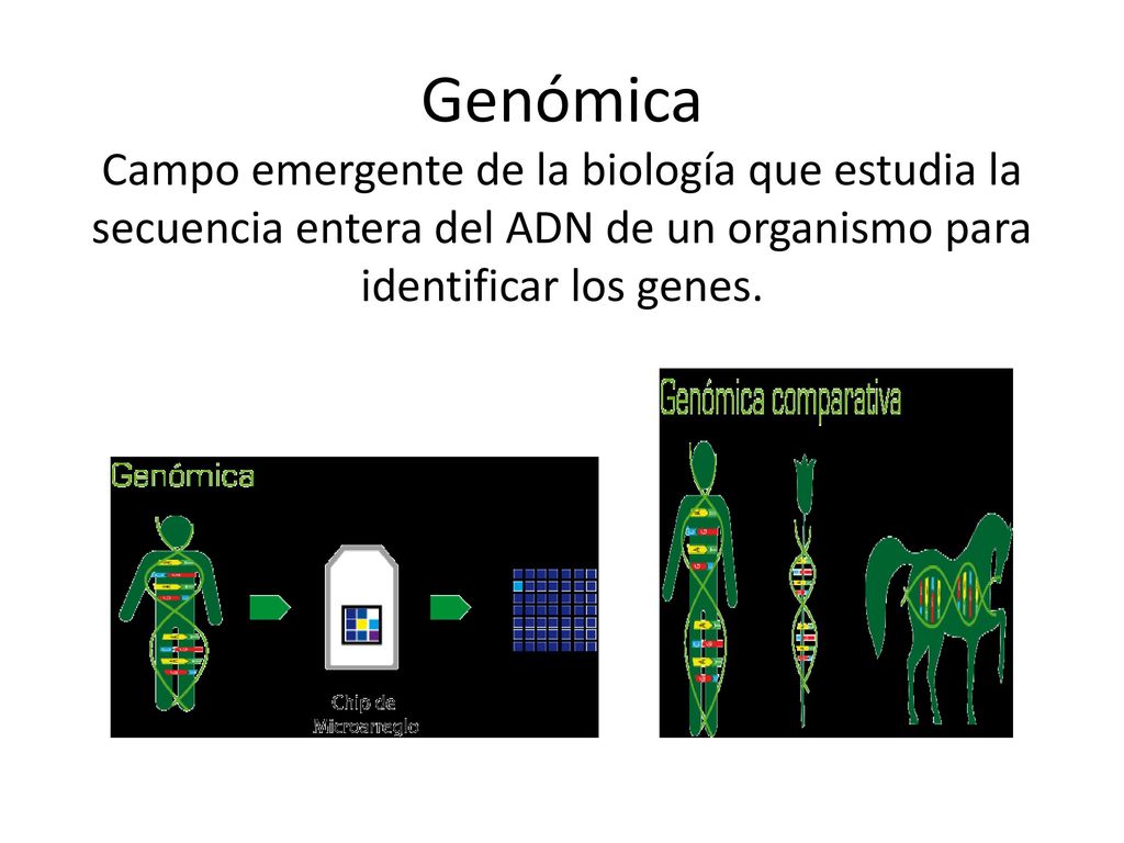 Genómica Campo emergente de la biología que estudia la secuencia entera del ADN de un organismo para identificar los genes.