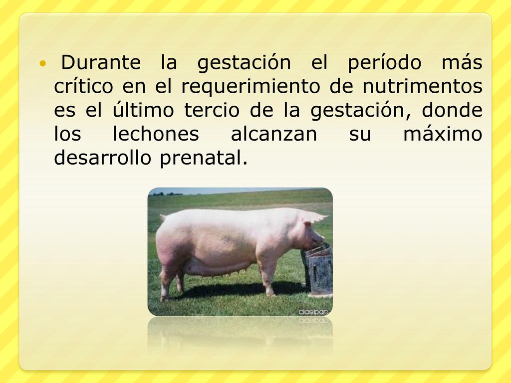 Durante la gestación el período más crítico en el requerimiento de nutrimentos es el último tercio de la gestación, donde los lechones alcanzan su máximo desarrollo prenatal.
