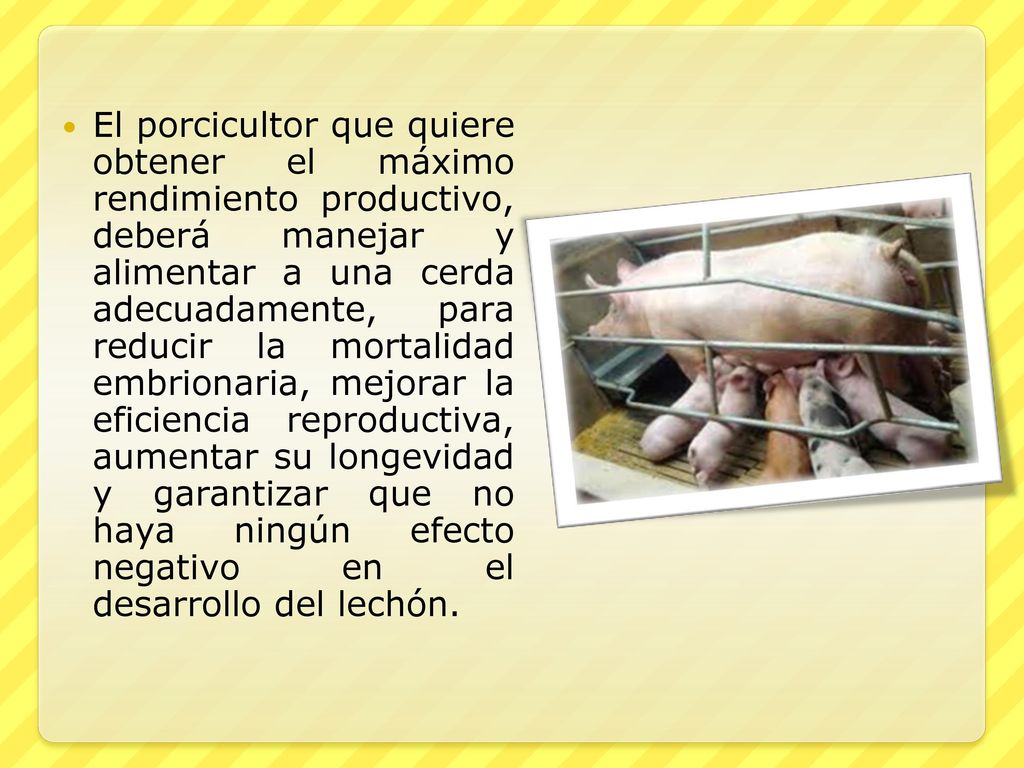 El porcicultor que quiere obtener el máximo rendimiento productivo, deberá manejar y alimentar a una cerda adecuadamente, para reducir la mortalidad embrionaria, mejorar la eficiencia reproductiva, aumentar su longevidad y garantizar que no haya ningún efecto negativo en el desarrollo del lechón.
