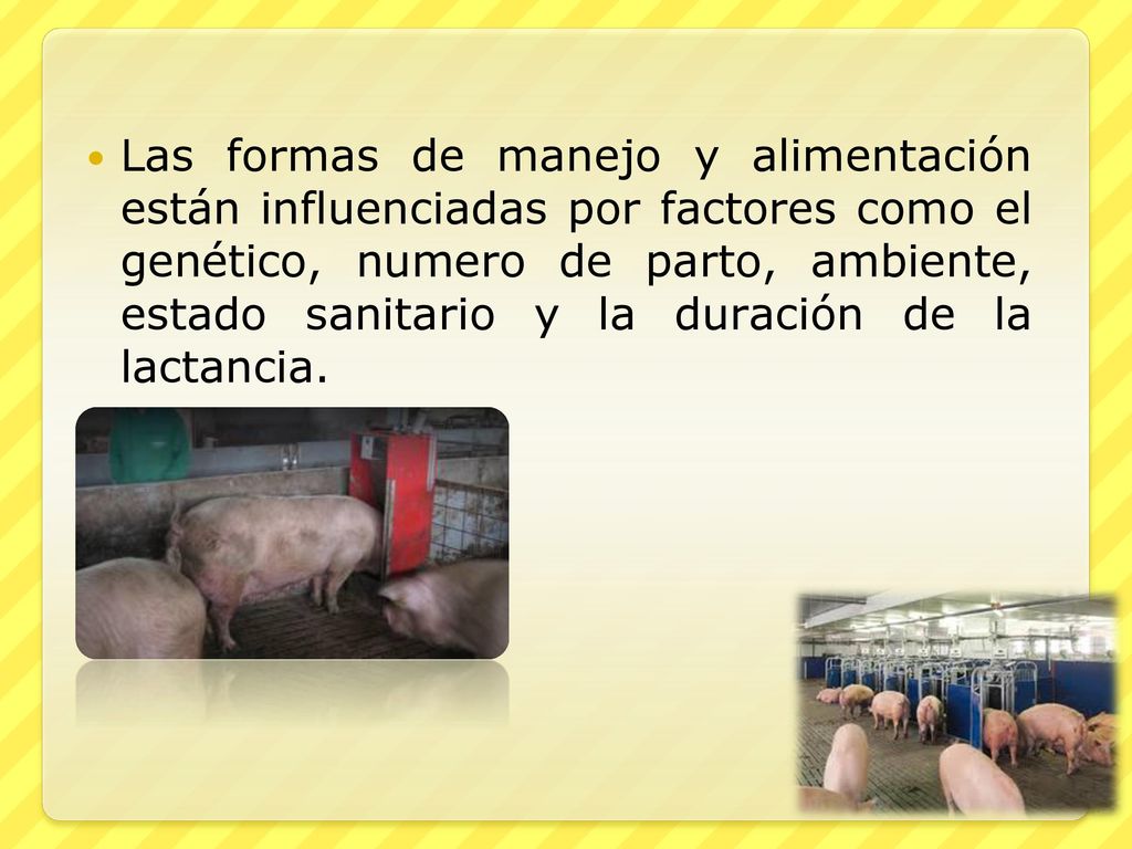 Las formas de manejo y alimentación están influenciadas por factores como el genético, numero de parto, ambiente, estado sanitario y la duración de la lactancia.