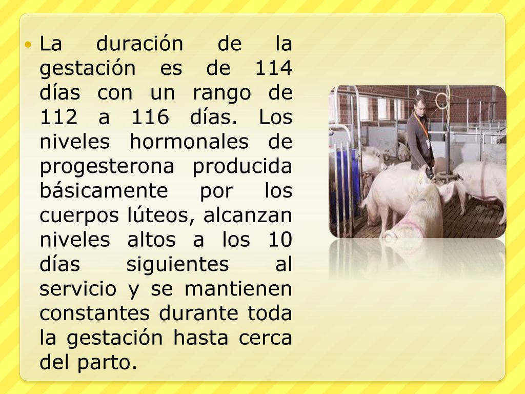 La duración de la gestación es de 114 días con un rango de 112 a 116 días.