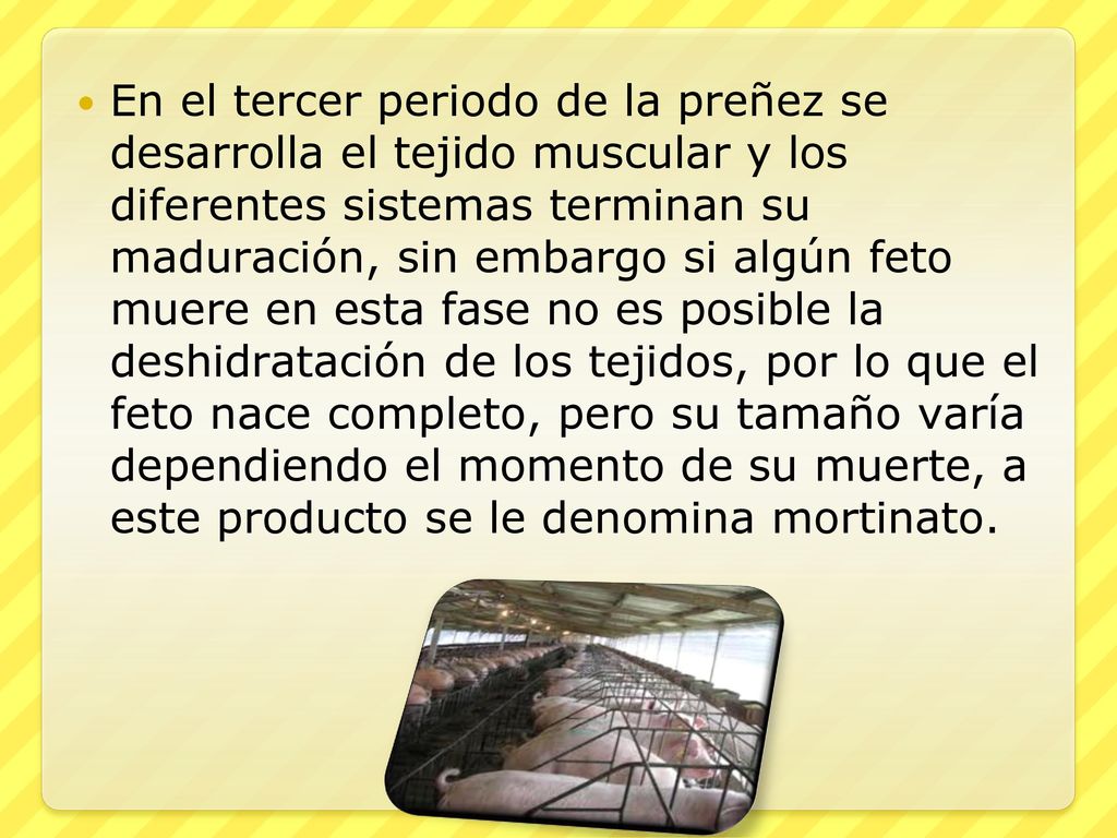 En el tercer periodo de la preñez se desarrolla el tejido muscular y los diferentes sistemas terminan su maduración, sin embargo si algún feto muere en esta fase no es posible la deshidratación de los tejidos, por lo que el feto nace completo, pero su tamaño varía dependiendo el momento de su muerte, a este producto se le denomina mortinato.