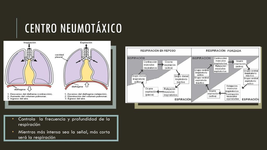 Centro neumotáxico Controla la frecuencia y profundidad de la respiración.