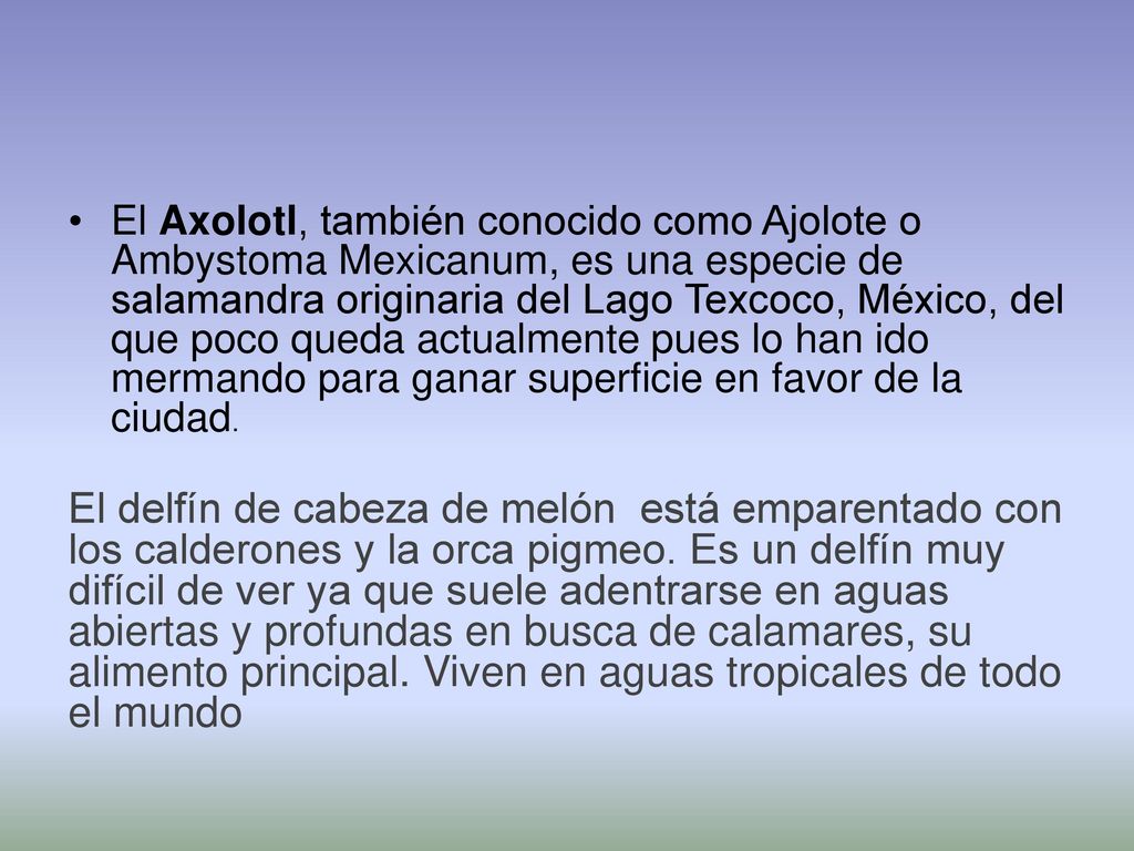 El Axolotl, también conocido como Ajolote o Ambystoma Mexicanum, es una especie de salamandra originaria del Lago Texcoco, México, del que poco queda actualmente pues lo han ido mermando para ganar superficie en favor de la ciudad.
