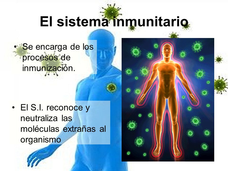 El sistema inmunitario