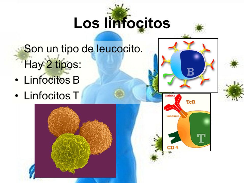 Los linfocitos Son un tipo de leucocito. Hay 2 tipos: Linfocitos B