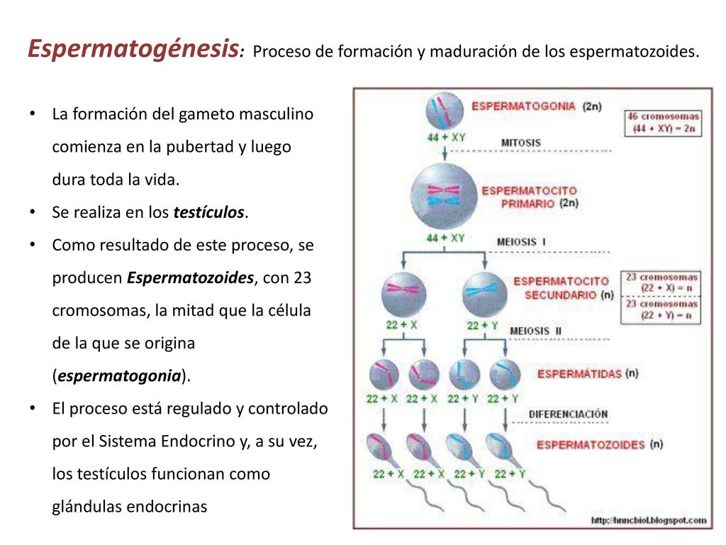 Espermatogénesis: Proceso de formación y maduración de los espermatozoides.