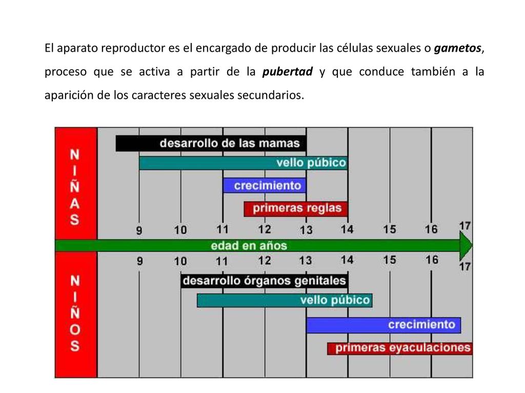 El aparato reproductor es el encargado de producir las células sexuales o gametos, proceso que se activa a partir de la pubertad y que conduce también a la aparición de los caracteres sexuales secundarios.