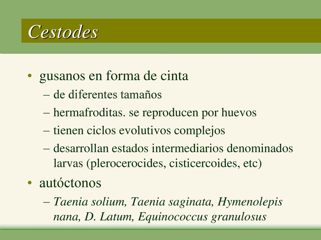 Cestodes gusanos en forma de cinta autóctonos de diferentes tamaños