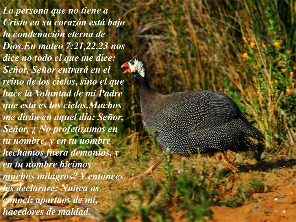 La persona que no tiene a Cristo en su corazón está bajo la condenación eterna de Dios.En mateo 7:21,22,23 nos dice no todo el que me dice: Señor, Señor entrará en el reino de los cielos, sino el que hace la Voluntad de mi Padre que está es los cielos.Muchos me dirán en aquel día: Señor, Señor, ¿ No profetizamos en tu nombre, y en tu nombre hechamos fuera demonios, y en tu nombre hicimos muchos milagros.