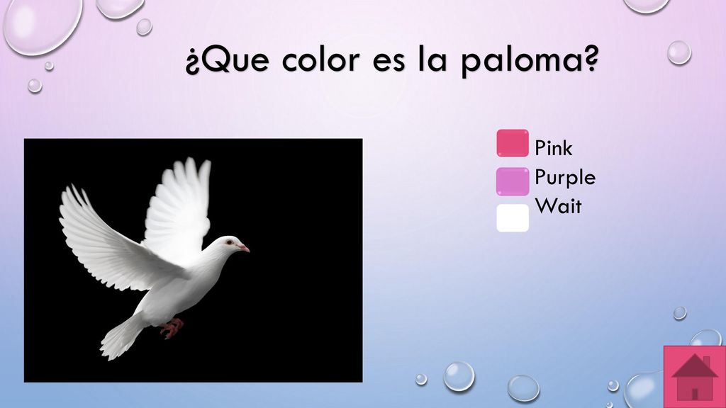 ¿Que color es la paloma Pink Purple Wait